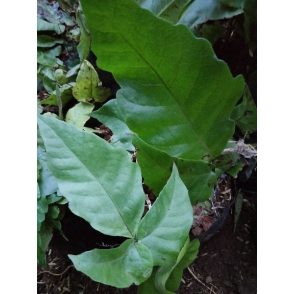 TANAMAN PAKIS KUMIS/ PAKIS HUTAN