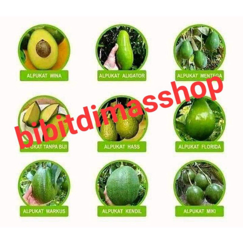 Bibit alpukat 1paket berisi 9 jenis bibit alpukat bibit hasi okulasi