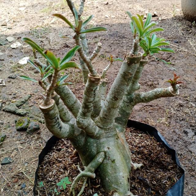ADENIUM BONGGOL BESAR