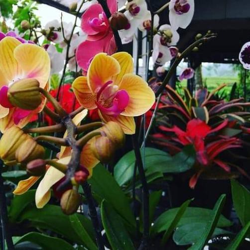 ❂ Pupuk Anggrek Raja bunga 100ml ✦