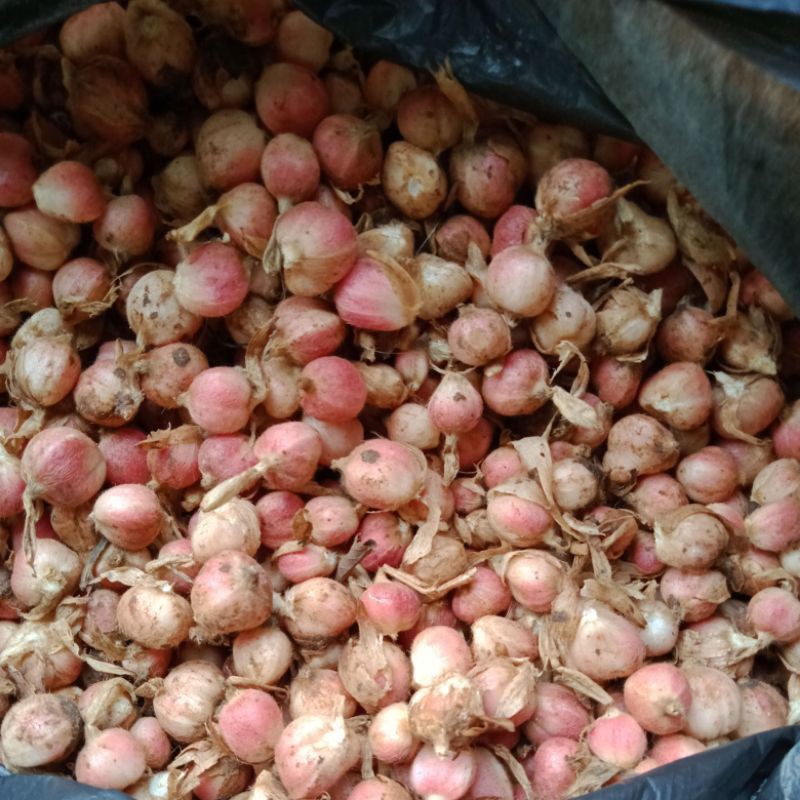 Kapulaga Basah 1kg