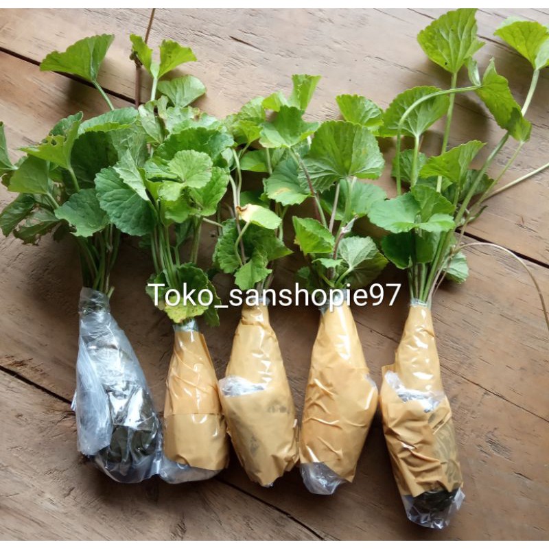 Bibit pegagan tapak kuda atau antanan paket 2 ikat