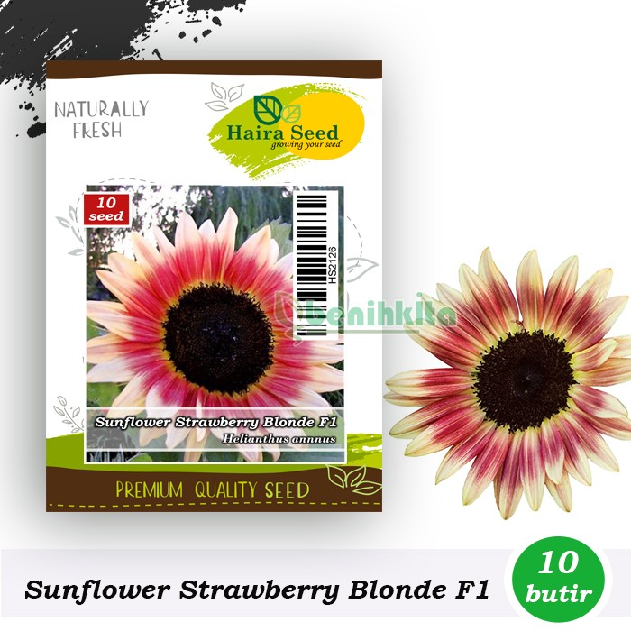 Benih-Bibit Bunga Matahari Strawberry Blonde F1 (Haira Seed)