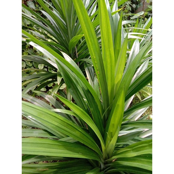 

Daun pandan segar murah