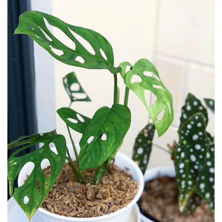 tanaman hias hidup janda bolong