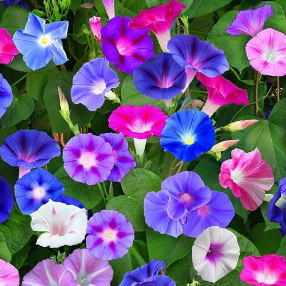 PlantaSeed - 10 Seeds - Morning Glory Mixed Color Biji Bunga - PAS0206