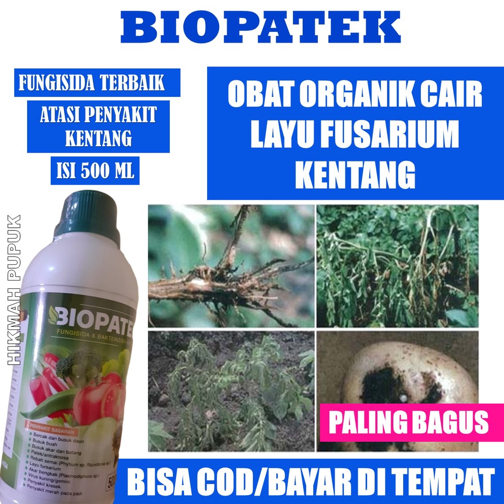 (PALING TERLARIS) BIOPATEK Fungisida Hayati Mengatasi Layu Fusarium pada Tanaman & Buah Kentang Pali