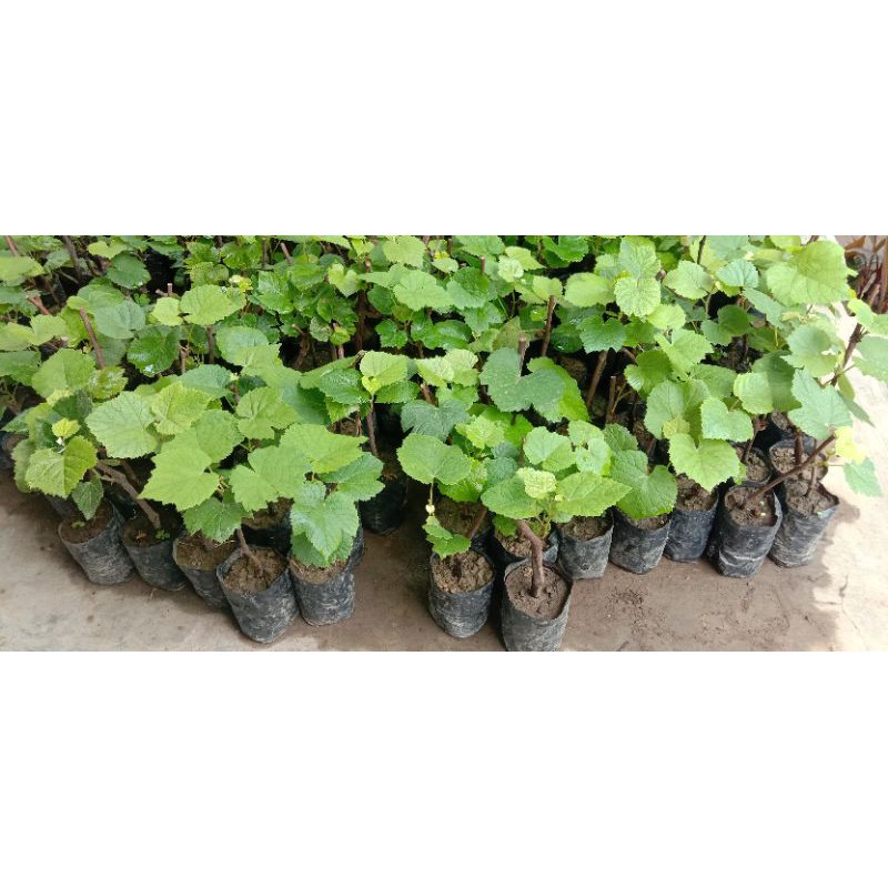 bibit anggur 6 bibit