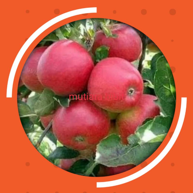 Bibit tanaman buah apel pink honey siap berbuah-0