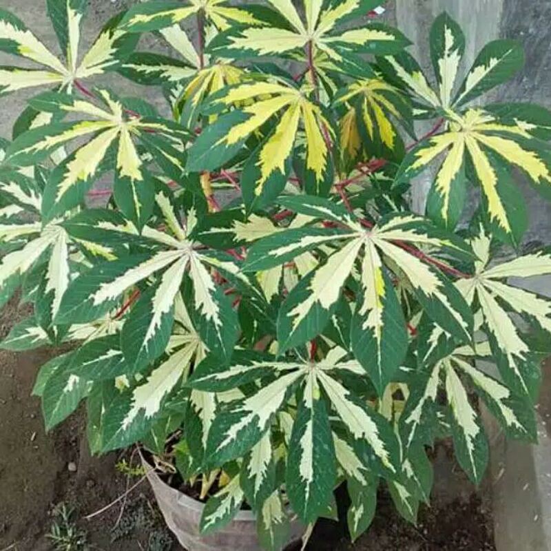 tanaman hias pohon singkong varigata-pohon singkong varigata-bibit singkong varigata-bibit varigata