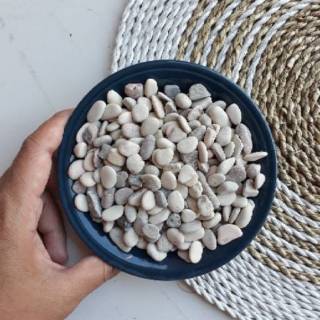BATU PANCAWARNA 250GRAM KECIL ASLI KAKTUS SUCULENT BATU PANCAWARNA 250GRAM KECIL ASLI KAKTUS SUCULENT