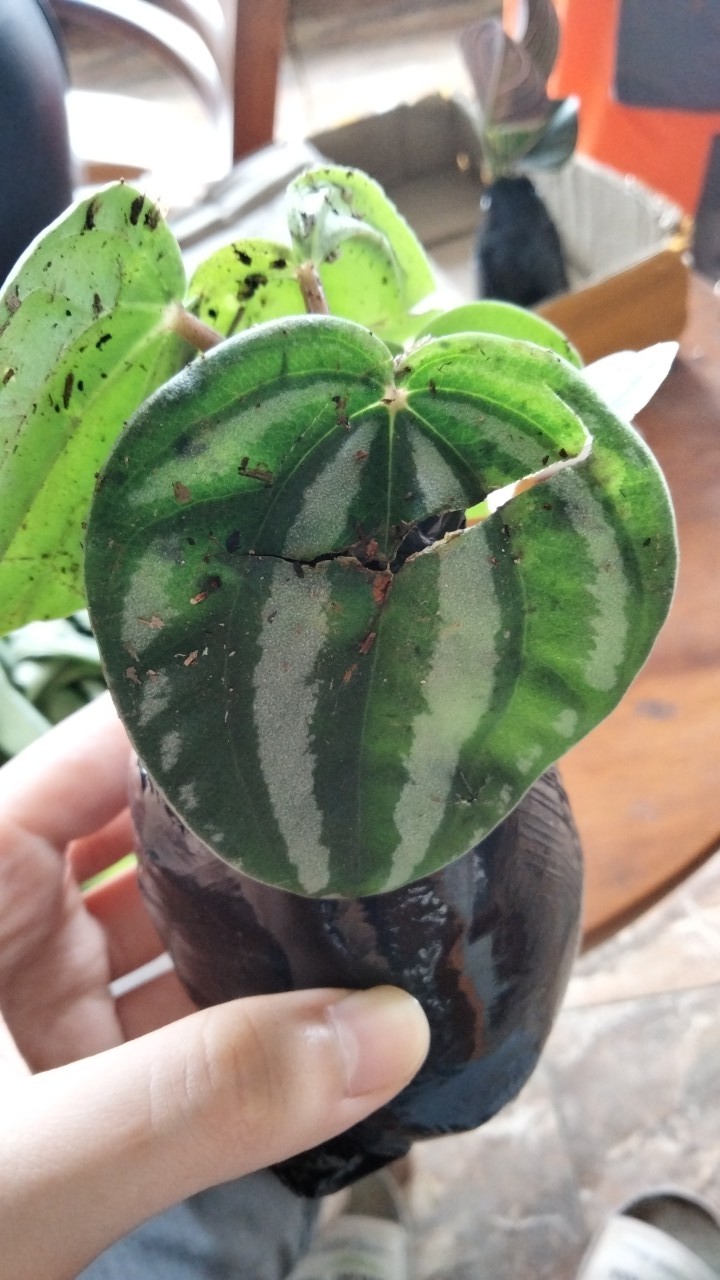 Tanaman Hias Paperomia Watermelon Semangka