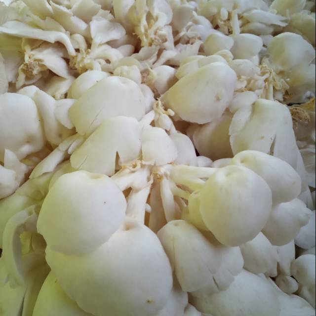 

Jamur tiram putih 250gr