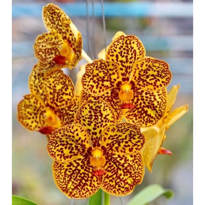 Anggrek Dendrobium Seedling / angrek / Bunga Anggrek hidup/ Tanaman Hidup / Bunga Hidup Murah Hiasan