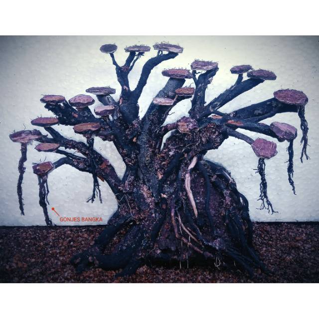 Bonsai Aquascape / hiasan aquarium / akar aquarium / akar cemara / akar aquascape