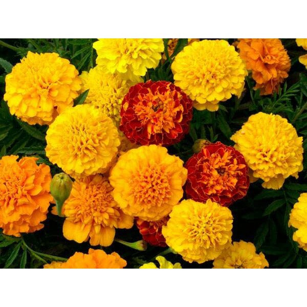 Benih Bibit Biji - Bunga Marigold (French) Petite Mix Flower Seeds - IMPORT