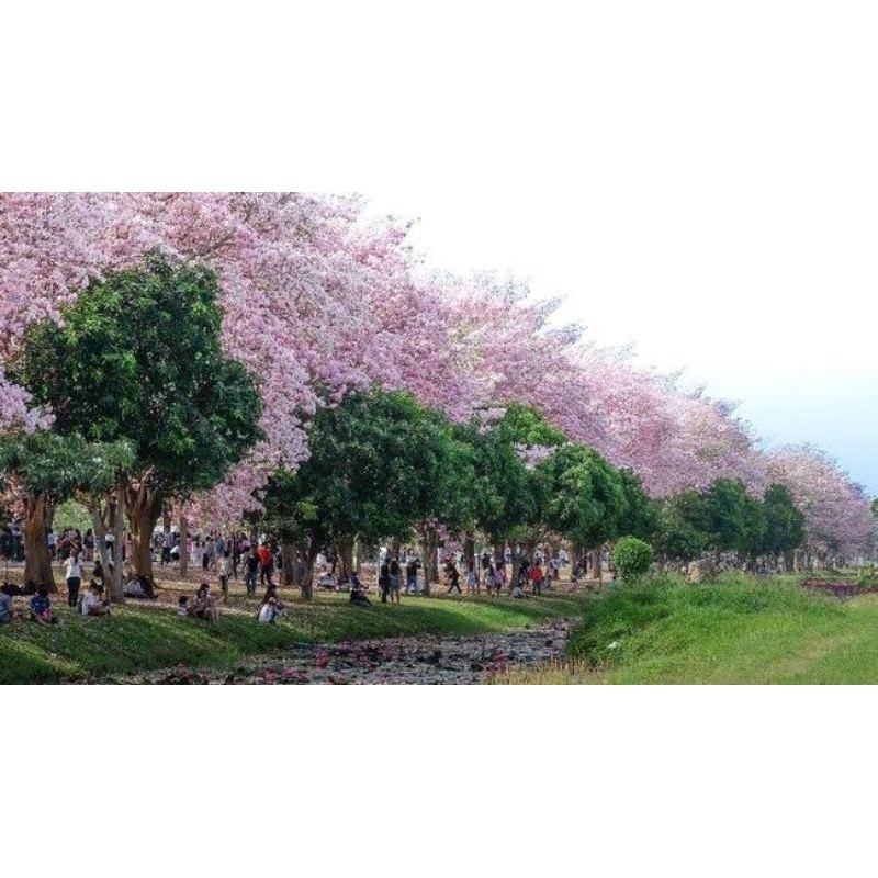 Paket 3 Bibit Bunga Tabebuya