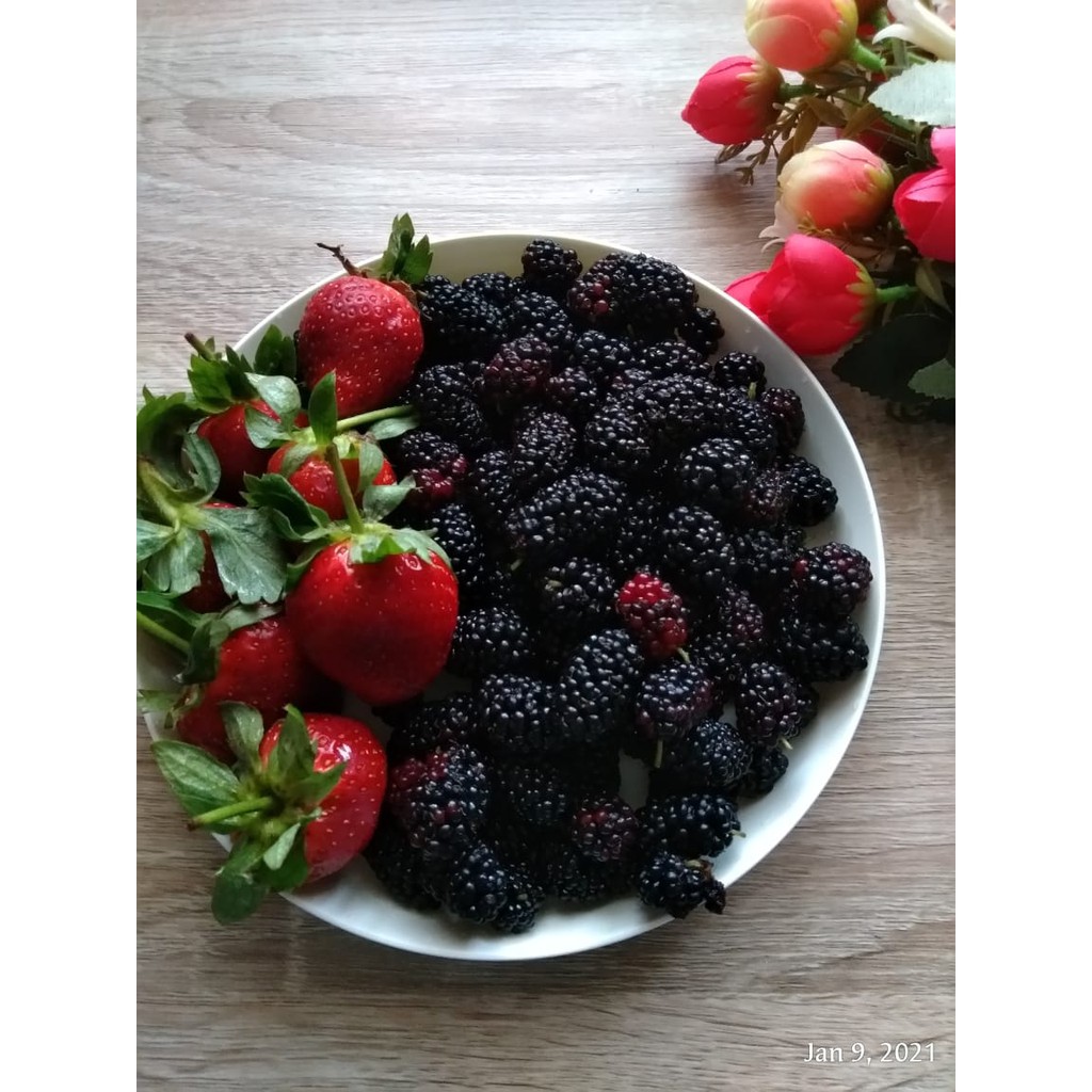 

strawberry fresh from garden lembang