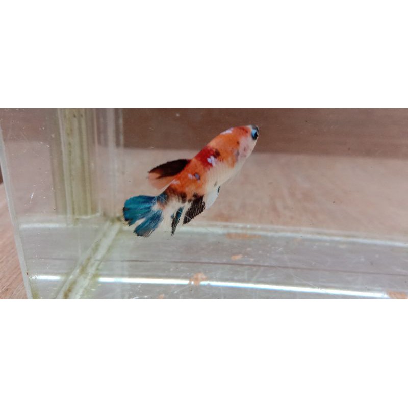 Cupang Multicolor (Betina)
