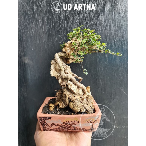Bonsai Penjing Sakura SK. 2 UD ARTHA BONSAI