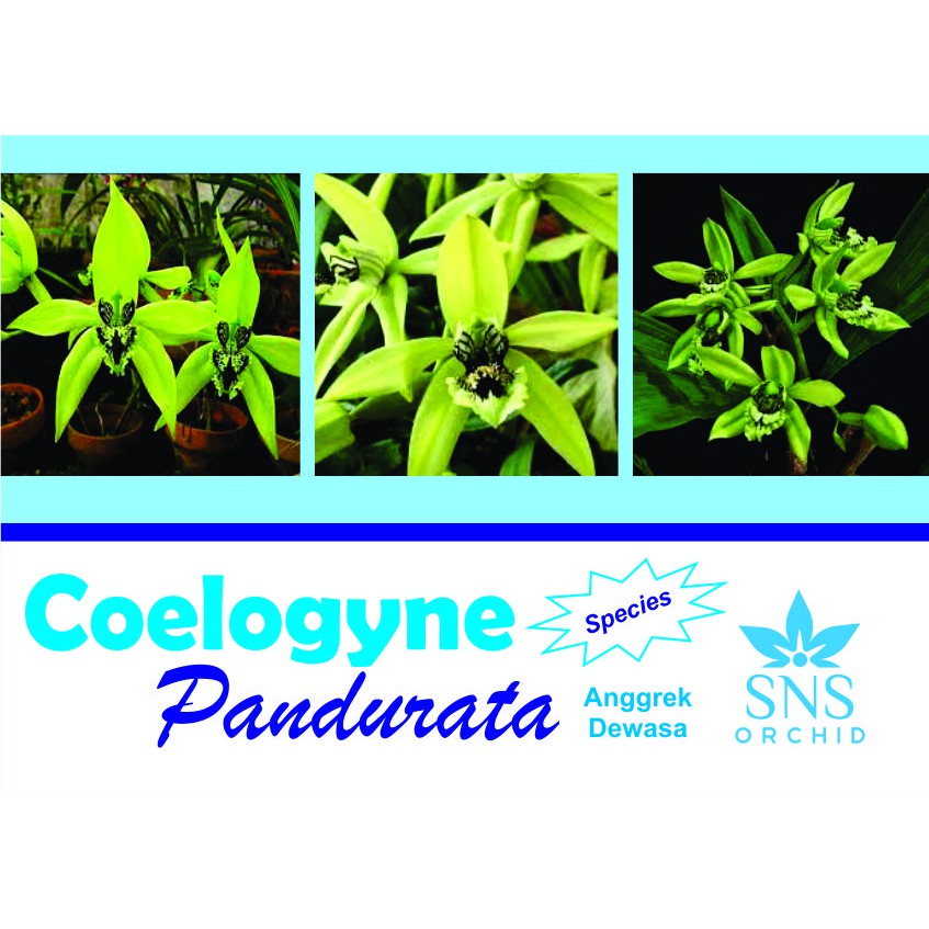 Anggrek Hitam Kalimantan Coelogyne Pandurata Dewasa siap bunga Anggrek spesies Borneo Anggrek spesi