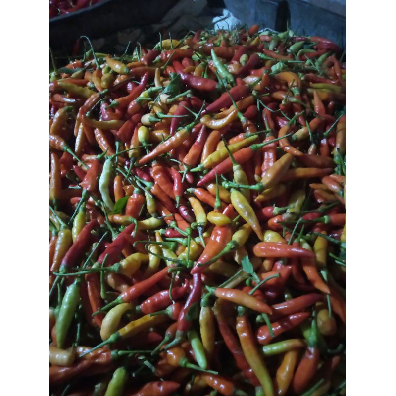 

Lombok kecil 1kg