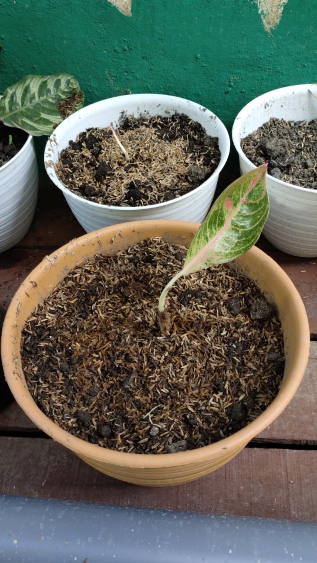 Aglonema Moonlight Asli