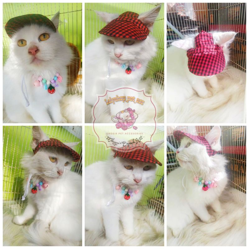 TOPI KUCING LUCU