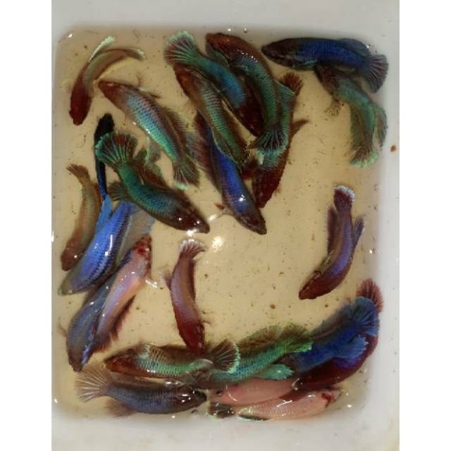 Ikan cupang betina big ear / dumbo siap kawin