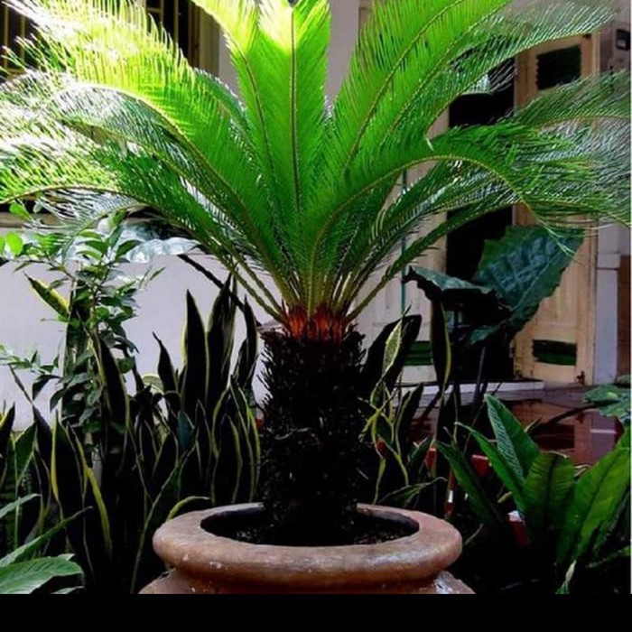 NEW tanaman hias sikas udang/pohon sikas mini