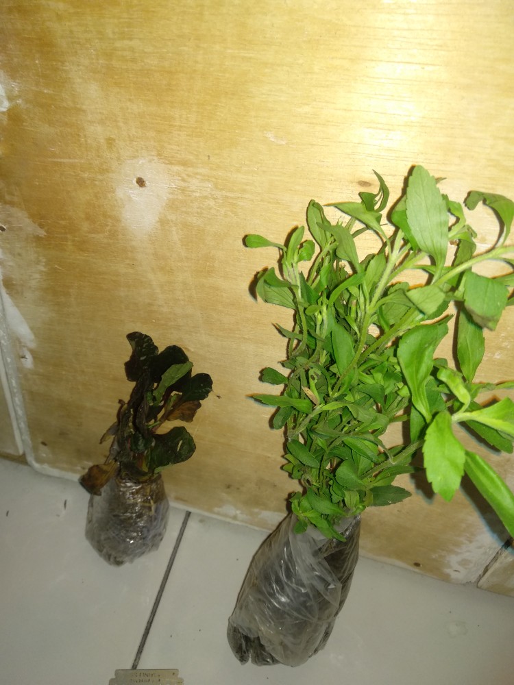 Tanaman Peperomia Semangka