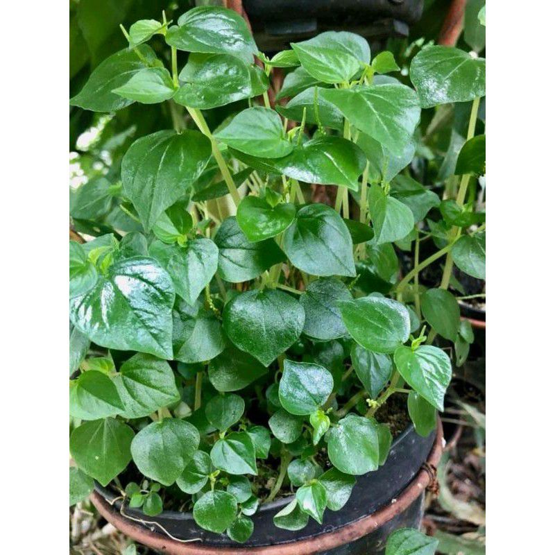 Daun sirih cina /1kg