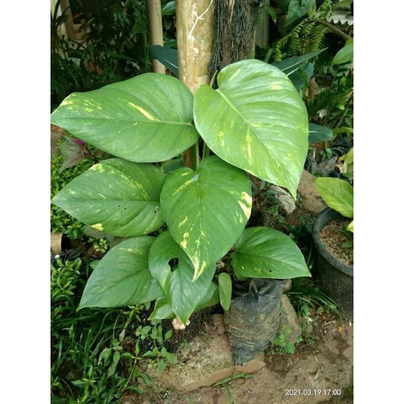 Sirih gading / varigata ,jumbo ,Real fic