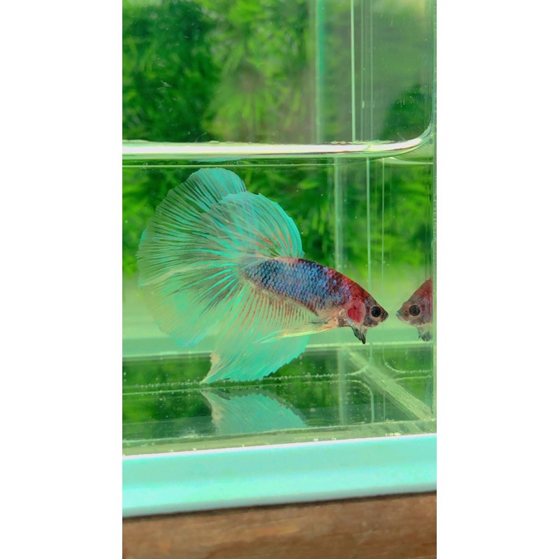 ikan cupang halfmoon Koi Top Grade Free Obat Biru+Pelet Ikan [Foto Real]