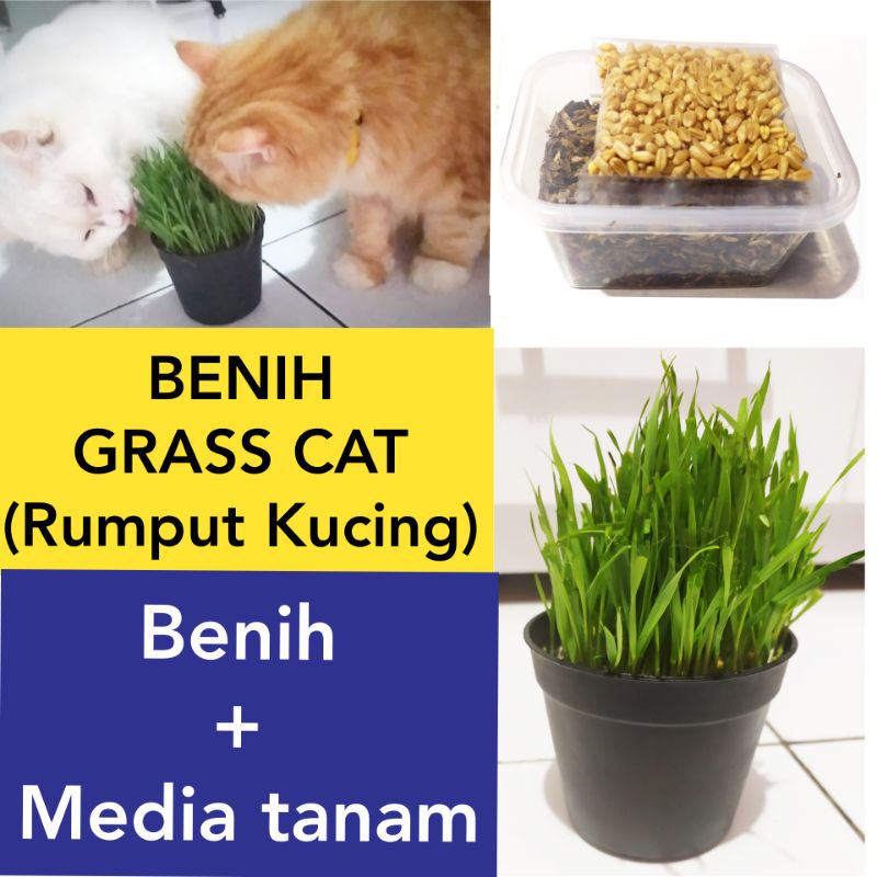 Benih Rumput Kucing ,GRASS CAT. paket langsung tanam