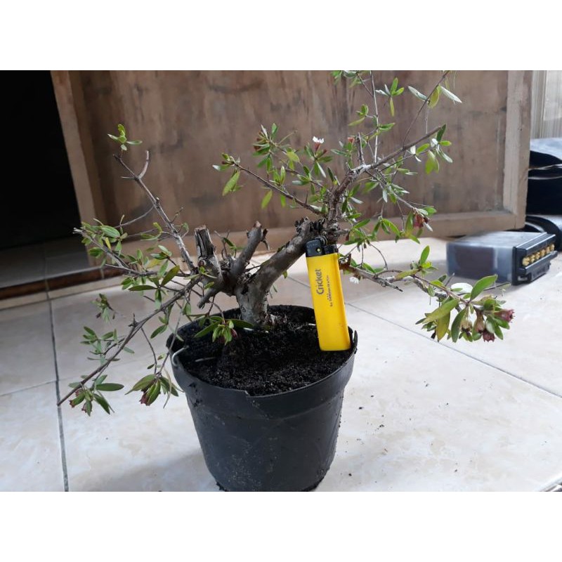 bibit santigi. bahan bonsai santigi prospek