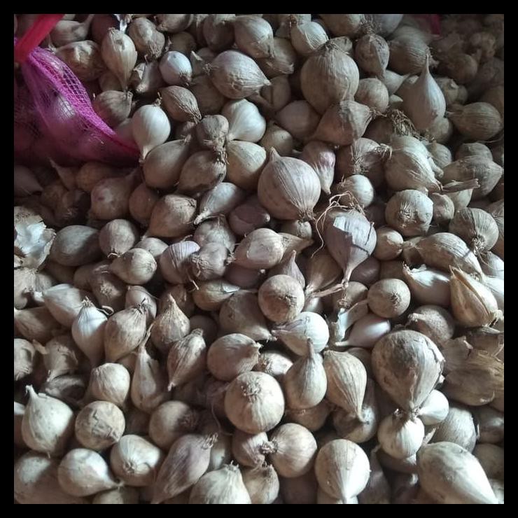 

Best Seller - Bawang Putih Tunggal / Lanang Lokal 500Gram