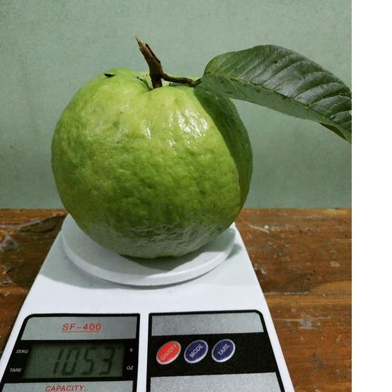 PENAWARAN BESAR jambu kristal merah jumbo (grosir)