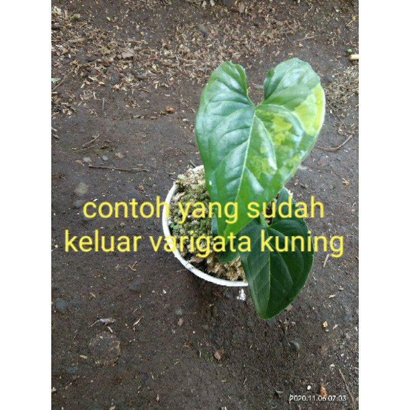 syngonium varigata kuning (varigata di serat daun)