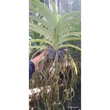 Vanda Hybrid dewasa