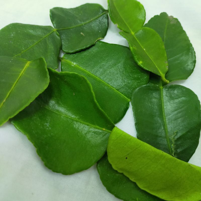 

daun jeruk purut segar 250gr