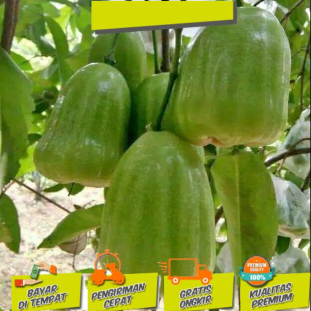bibit jambu air super green