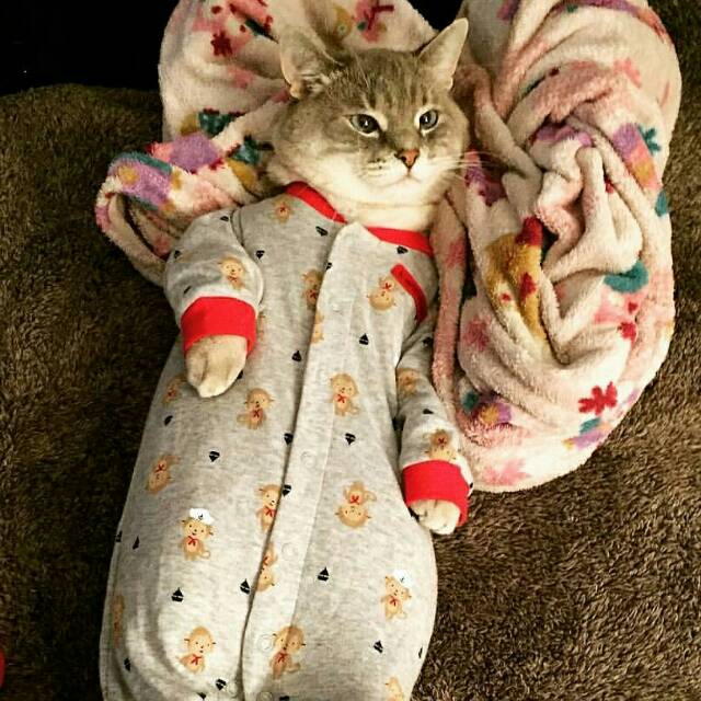 wingardiumleviosaescha