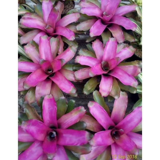 Tanaman Hias Bromelia Pink-Bromelia -Pink