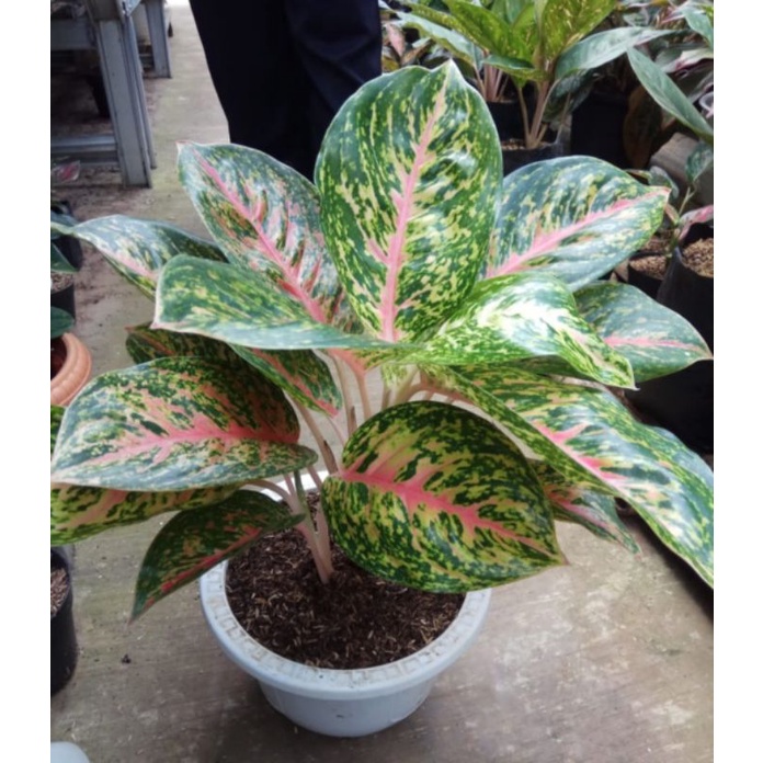 AGLONEMA BIG PAPA RUMPUN & SINGLE