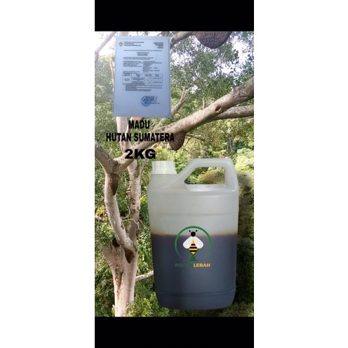 

madu asli hutan sialang sumatera (riau kampar)2 kg apis dorsata MADU