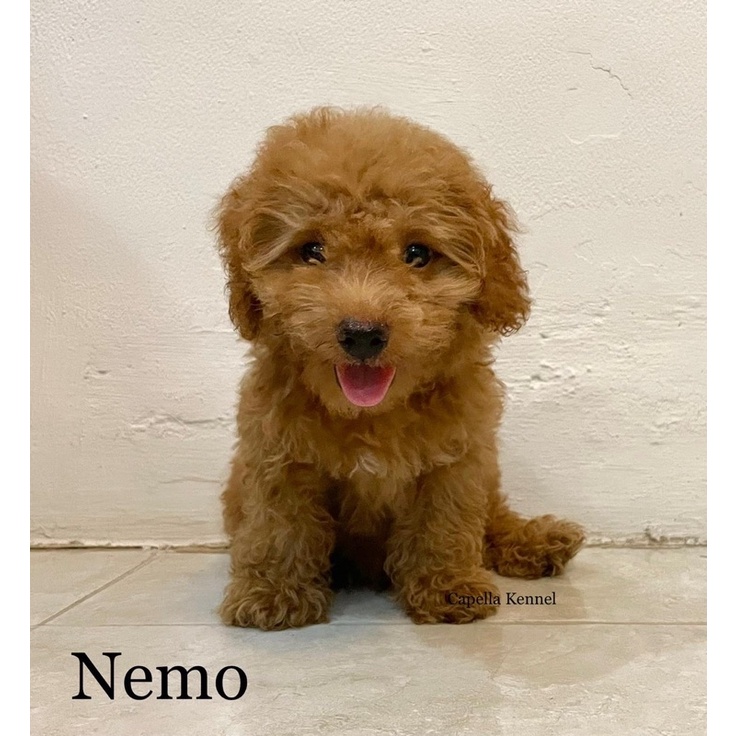 Apricot Toy Poodle - Jantan