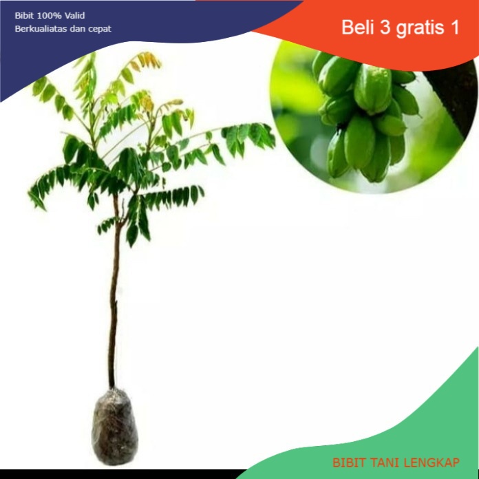 Bibit Belimbing Wuluh Asam Manis | Belimbing Wuluh
