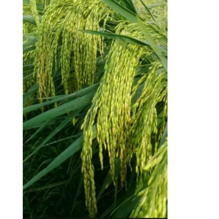 Terbaik Benih padi Cakrabuana 04 / CB 04 ❃❀✼