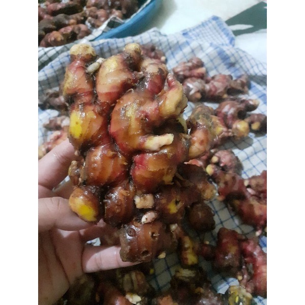 

JAHE MERAH PREMIUM TAHAN LAMA